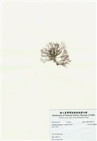 藏品(匍匐擬石花)的圖片